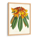 Rododendro Tropical Ii - Horto Van Houtteano | Cuadro decorativo de Canvas Lab