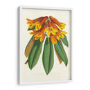 Rododendro Tropical Ii - Horto Van Houtteano | Cuadro decorativo de Canvas Lab