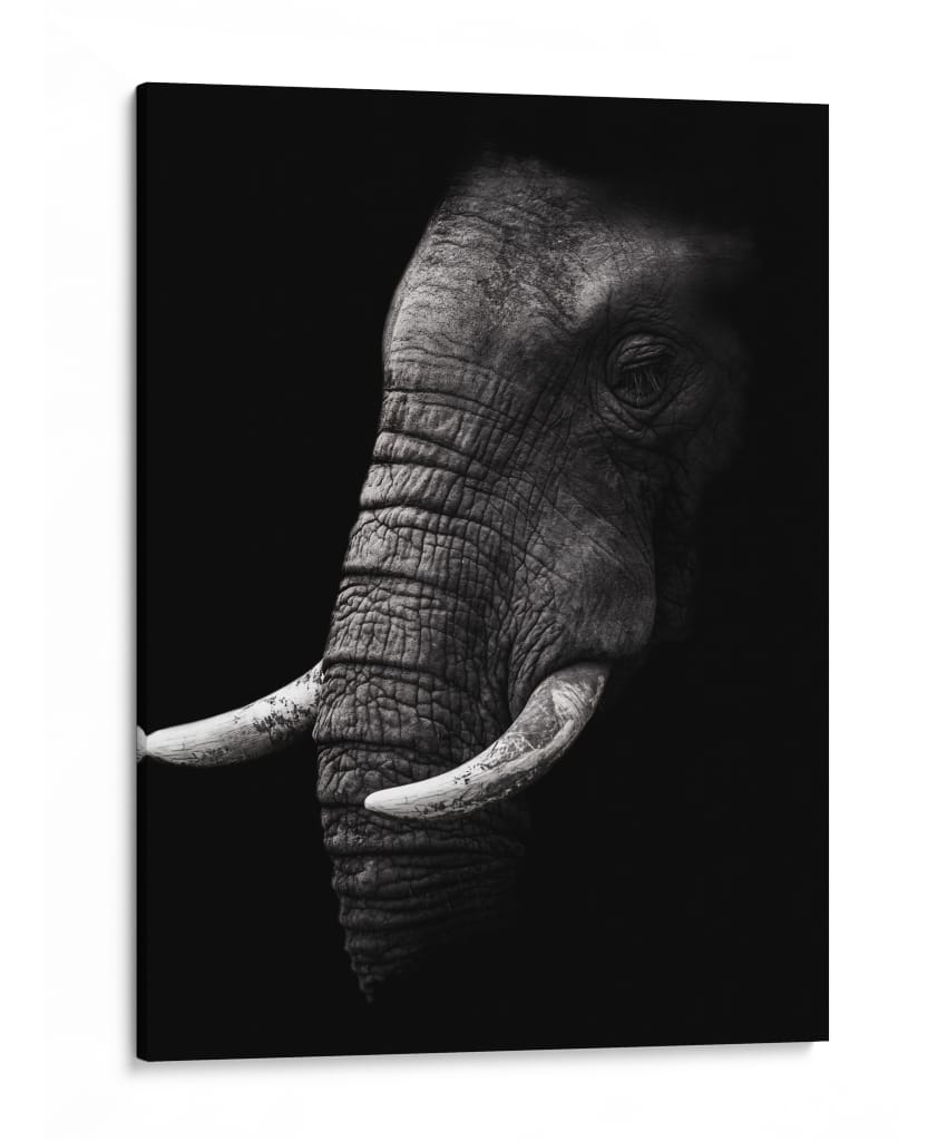 Perfil de elefante poderoso - WildPhotoArt | Cuadro decorativo de Canvas Lab