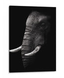 Perfil de elefante poderoso - WildPhotoArt | Cuadro decorativo de Canvas Lab