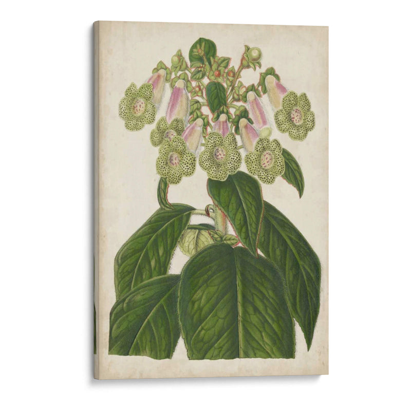 Foxglove Botanical - Stroobant | Cuadro decorativo de Canvas Lab