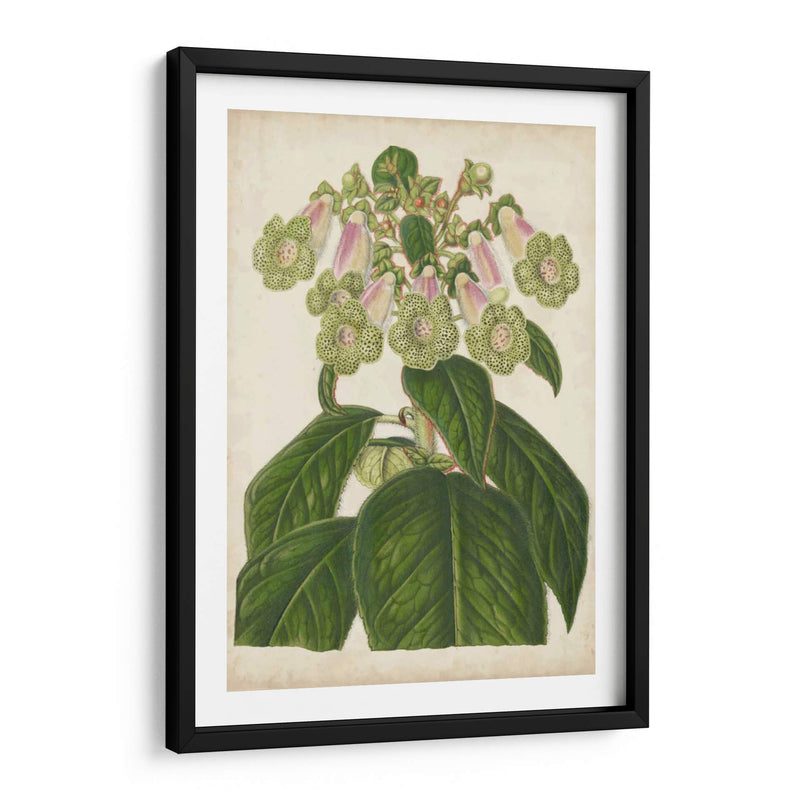 Foxglove Botanical - Stroobant | Cuadro decorativo de Canvas Lab