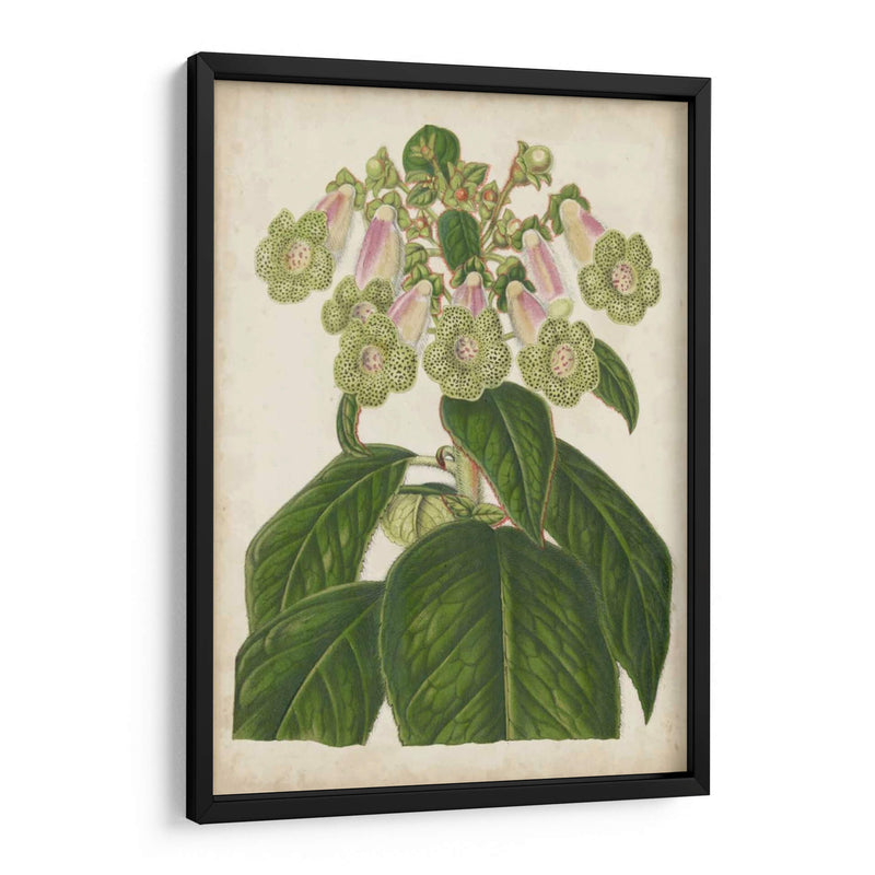 Foxglove Botanical - Stroobant | Cuadro decorativo de Canvas Lab