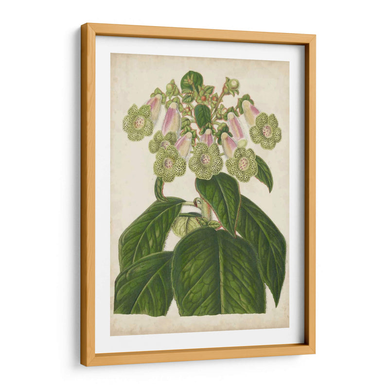 Foxglove Botanical - Stroobant | Cuadro decorativo de Canvas Lab