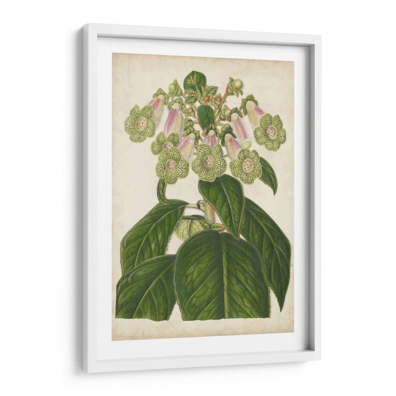 Foxglove Botanical - Stroobant | Cuadro decorativo de Canvas Lab