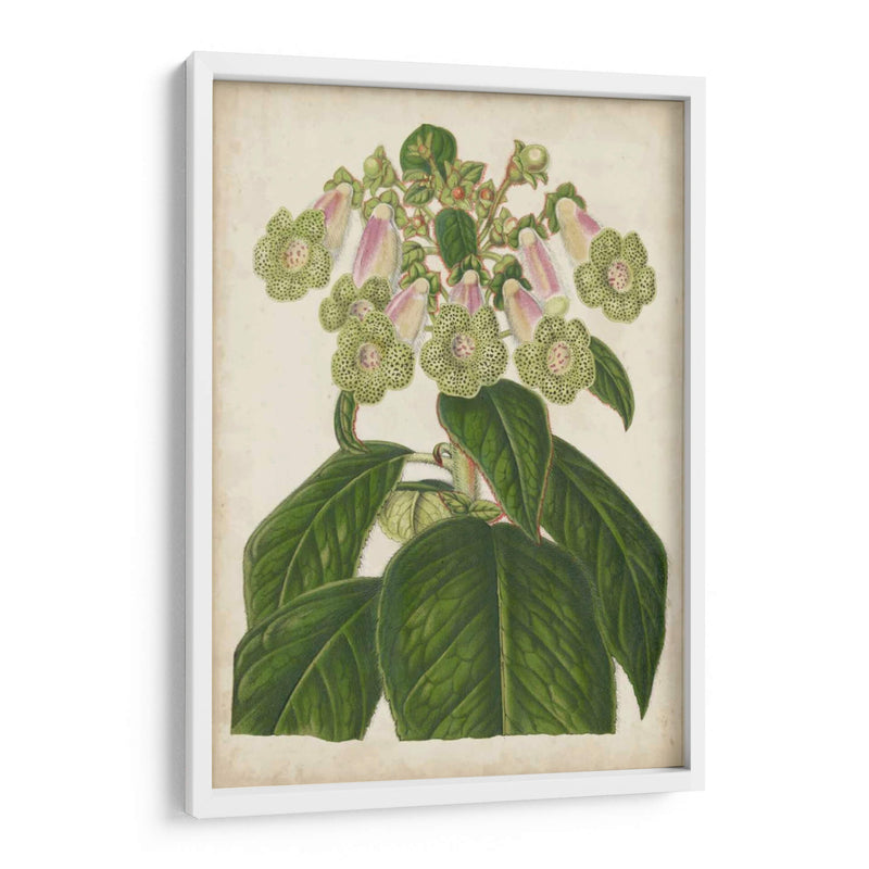 Foxglove Botanical - Stroobant | Cuadro decorativo de Canvas Lab