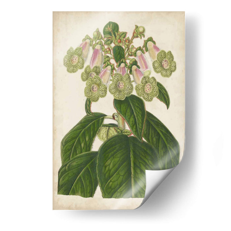 Foxglove Botanical - Stroobant | Cuadro decorativo de Canvas Lab