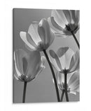 Flores en blanco y negro - DIEGO D L | Cuadro decorativo de Canvas Lab