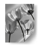 Flores en blanco y negro - DIEGO D L | Cuadro decorativo de Canvas Lab
