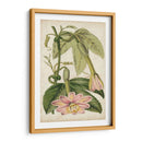 Flor De La Pasión Botánica - Stroobant | Cuadro decorativo de Canvas Lab