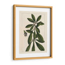 Silva Hojas Ii - John Silva | Cuadro decorativo de Canvas Lab