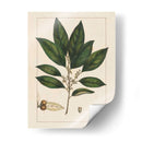 Silva Hojas Iv - John Silva | Cuadro decorativo de Canvas Lab