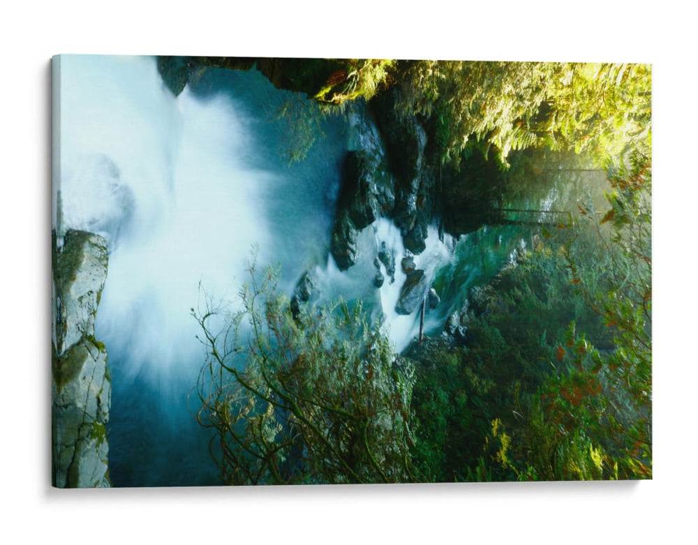 Bosque en Vancouver - E Ordóñez | Cuadro decorativo de Canvas Lab