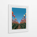 Surcos de tulipanes coloridos - DIEGO D L | Cuadro decorativo de Canvas Lab