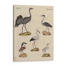 Clasificación De La Garza I - Friedrich Strack | Cuadro decorativo de Canvas Lab