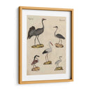 Clasificación De La Garza I - Friedrich Strack | Cuadro decorativo de Canvas Lab