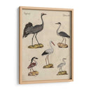 Clasificación De La Garza I - Friedrich Strack | Cuadro decorativo de Canvas Lab