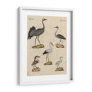 Clasificación De La Garza I - Friedrich Strack | Cuadro decorativo de Canvas Lab