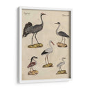 Clasificación De La Garza I - Friedrich Strack | Cuadro decorativo de Canvas Lab