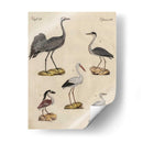 Clasificación De La Garza I - Friedrich Strack | Cuadro decorativo de Canvas Lab