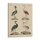 Clasificación De La Garza Ii - Friedrich Strack | Cuadro decorativo de Canvas Lab