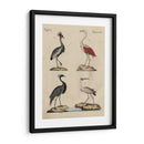 Clasificación De La Garza Ii - Friedrich Strack | Cuadro decorativo de Canvas Lab