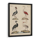 Clasificación De La Garza Ii - Friedrich Strack | Cuadro decorativo de Canvas Lab