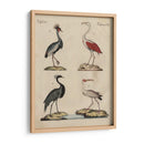 Clasificación De La Garza Ii - Friedrich Strack | Cuadro decorativo de Canvas Lab