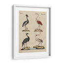 Clasificación De La Garza Ii - Friedrich Strack | Cuadro decorativo de Canvas Lab