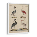 Clasificación De La Garza Ii - Friedrich Strack | Cuadro decorativo de Canvas Lab