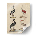 Clasificación De La Garza Ii - Friedrich Strack | Cuadro decorativo de Canvas Lab