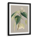 Gabinete Botánico Ii - E.W. Cooke | Cuadro decorativo de Canvas Lab
