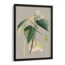 Gabinete Botánico Ii - E.W. Cooke | Cuadro decorativo de Canvas Lab