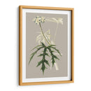 Gabinete Botánico V - E.W. Cooke | Cuadro decorativo de Canvas Lab