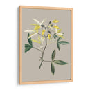 Gabinete Botánico Vi - E.W. Cooke | Cuadro decorativo de Canvas Lab