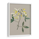 Gabinete Botánico Vi - E.W. Cooke | Cuadro decorativo de Canvas Lab