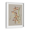 Gabinete Botánico Vii - E.W. Cooke | Cuadro decorativo de Canvas Lab