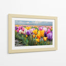 Colores en tulipanes - DIEGO D L | Cuadro decorativo de Canvas Lab