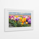 Colores en tulipanes - DIEGO D L | Cuadro decorativo de Canvas Lab