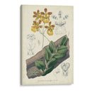 Orquídea Deleite I - George Severeyns | Cuadro decorativo de Canvas Lab