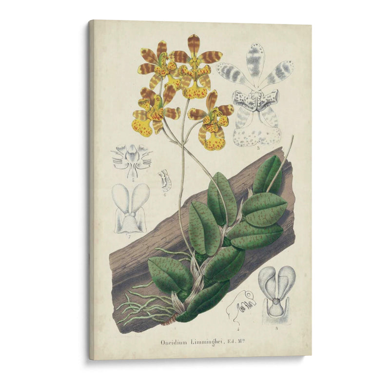 Orquídea Deleite I - George Severeyns | Cuadro decorativo de Canvas Lab