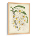 Orquídea Deleite Iii - George Severeyns | Cuadro decorativo de Canvas Lab