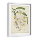 Orquídea Deleite Iii - George Severeyns | Cuadro decorativo de Canvas Lab