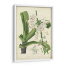 Orquídea Delight Iv - George Severeyns | Cuadro decorativo de Canvas Lab