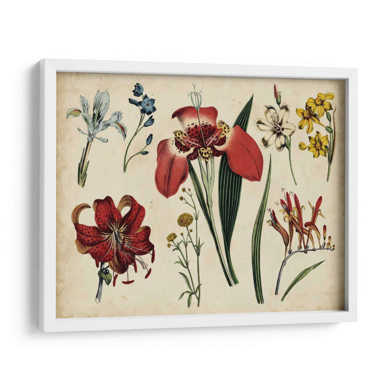 Gráfico Botánico Antiguo Ii | Cuadro decorativo de Canvas Lab