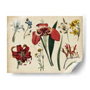 Gráfico Botánico Antiguo Ii | Cuadro decorativo de Canvas Lab