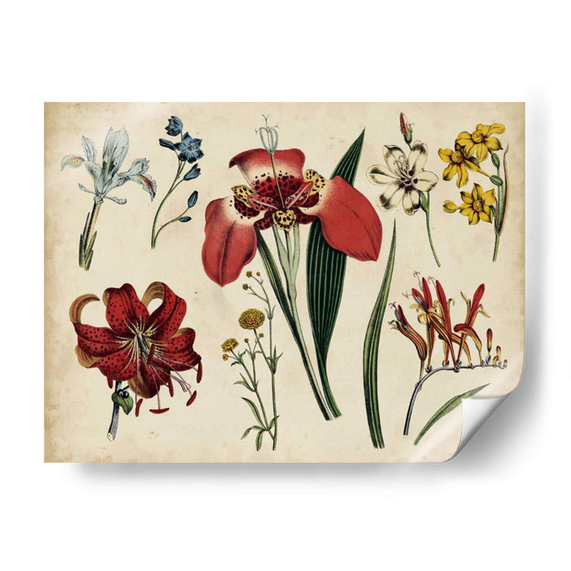 Gráfico Botánico Antiguo Ii | Cuadro decorativo de Canvas Lab