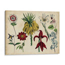 Gráfico Botánico Antiguo Iii | Cuadro decorativo de Canvas Lab