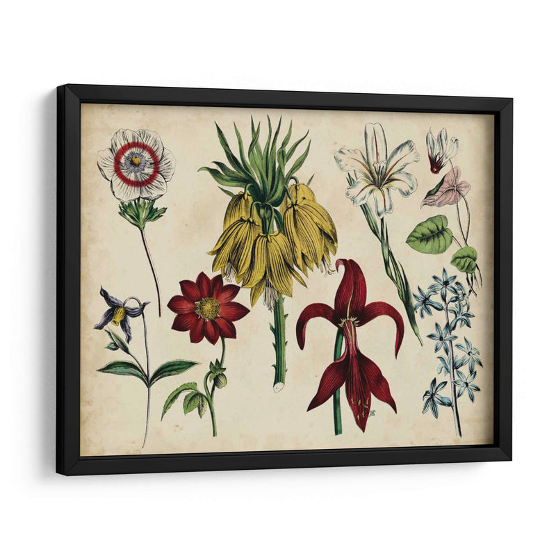 Gráfico Botánico Antiguo Iii | Cuadro decorativo de Canvas Lab