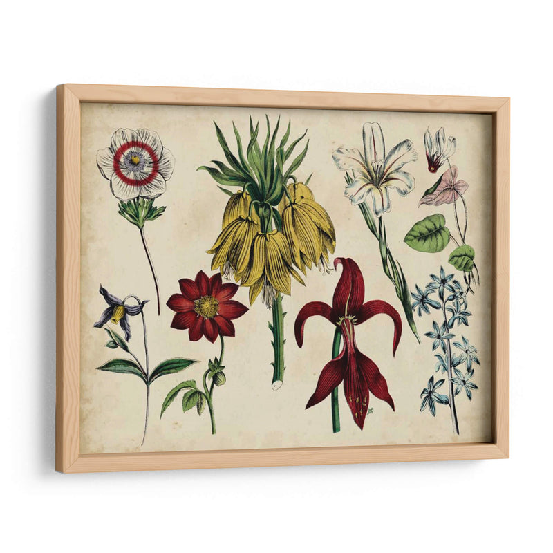 Gráfico Botánico Antiguo Iii | Cuadro decorativo de Canvas Lab